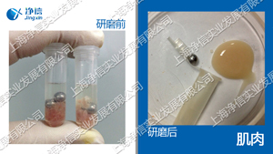 多样品组织研磨机-FEIII